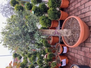 Olive Tree